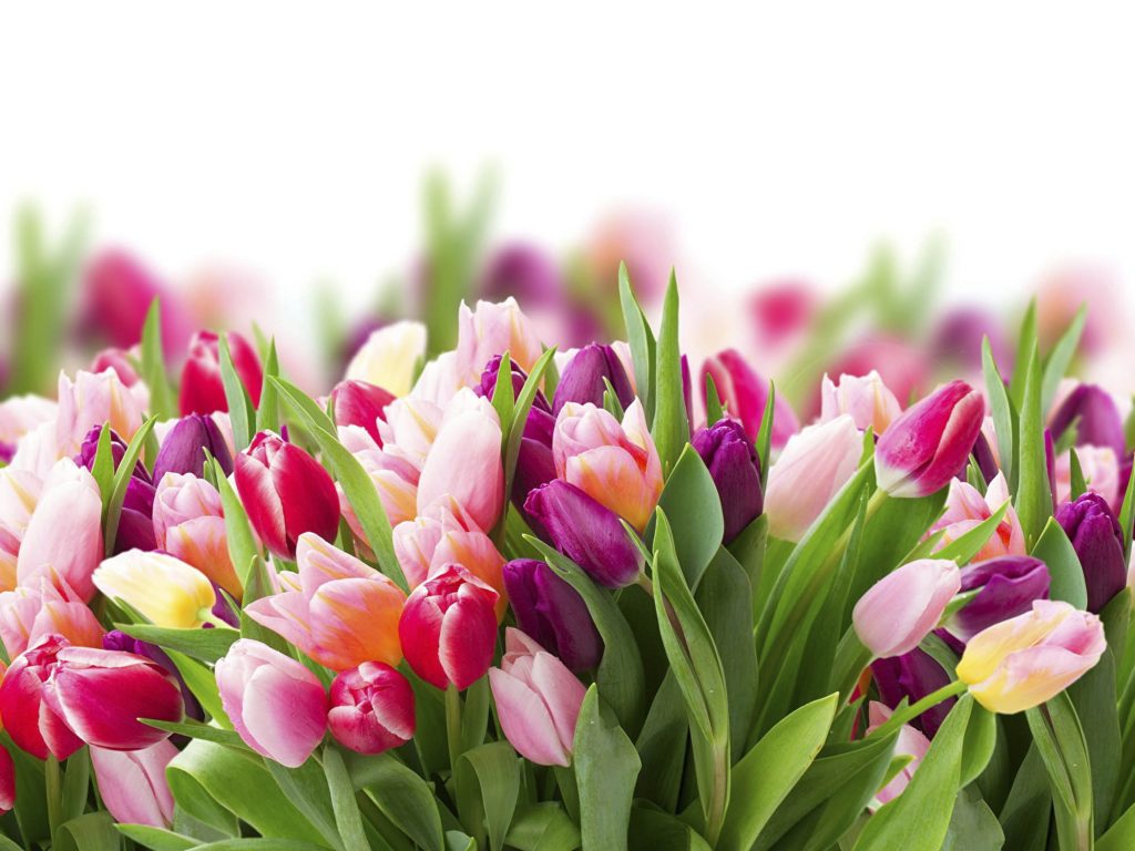 Вітаємо зі святом весни! ǀ Арт-Звіт Pro